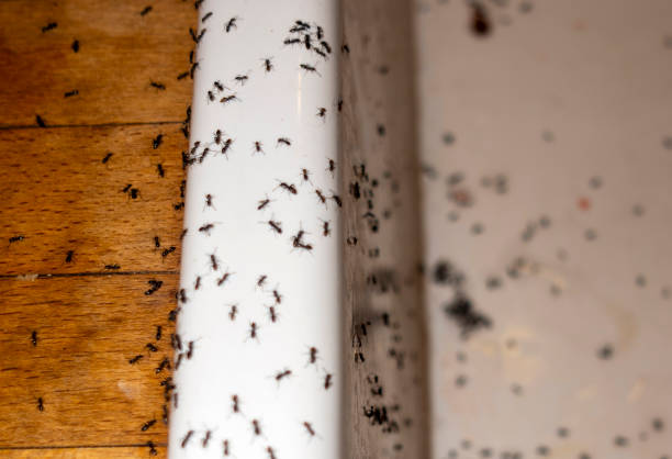 Best Mosquito Control Services  in Pacific City, OR