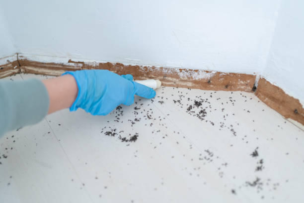 Best Local Pest Control Services  in Pacific City, OR